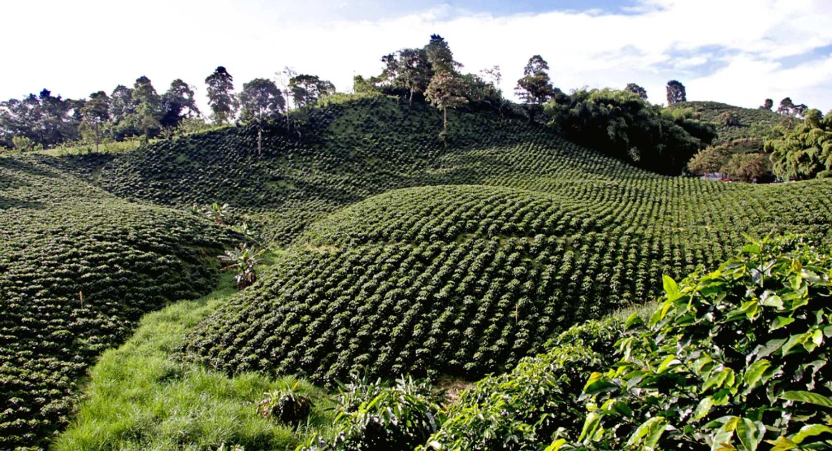 Montaña eje cafetero Colombia