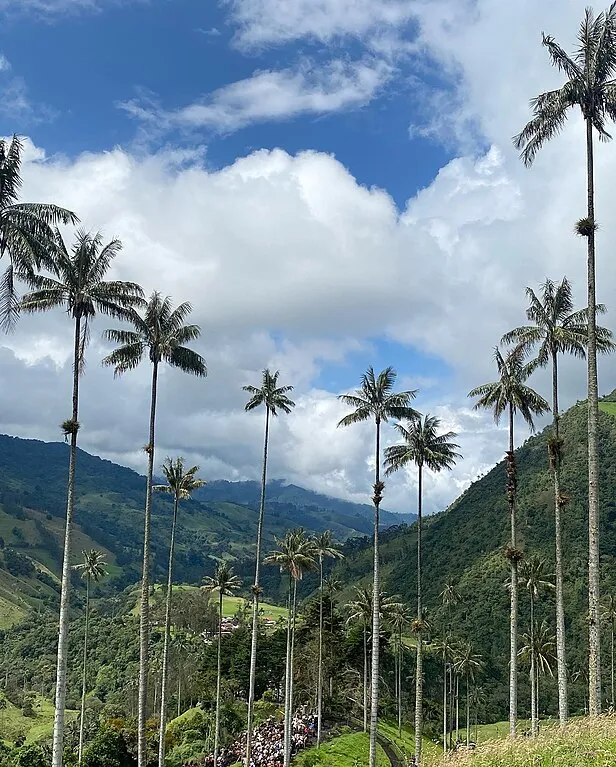 Salento y el Valle de Cocora
