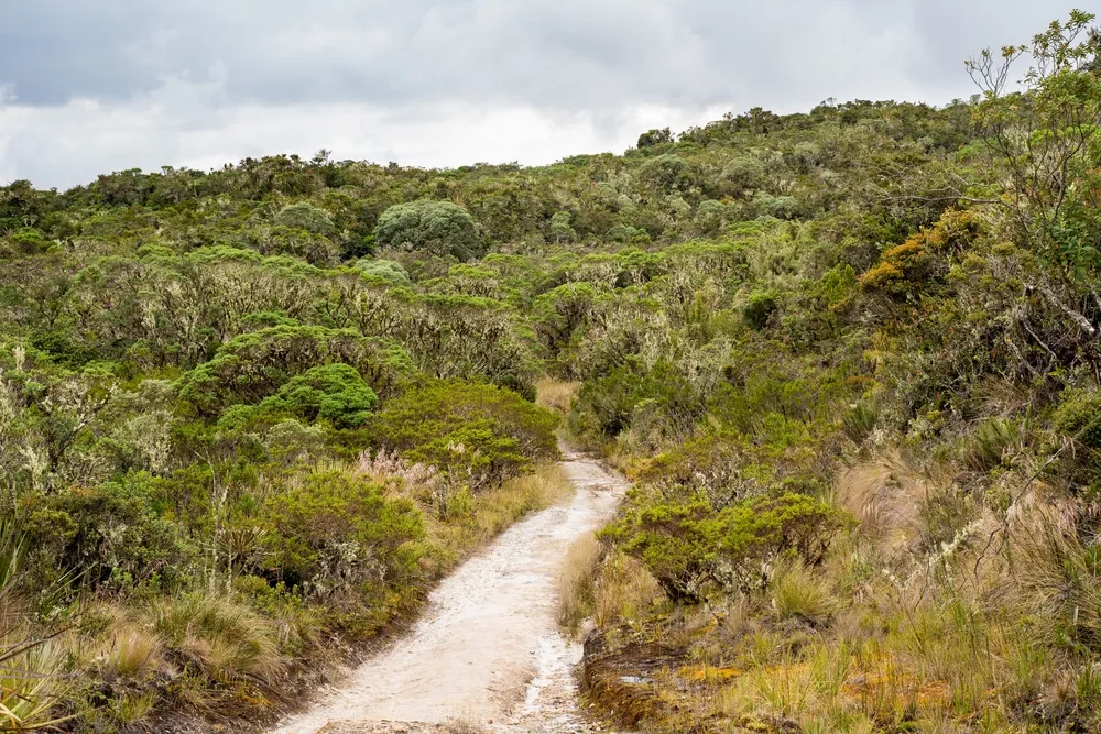 Sendero del Páramo de Guacheneque