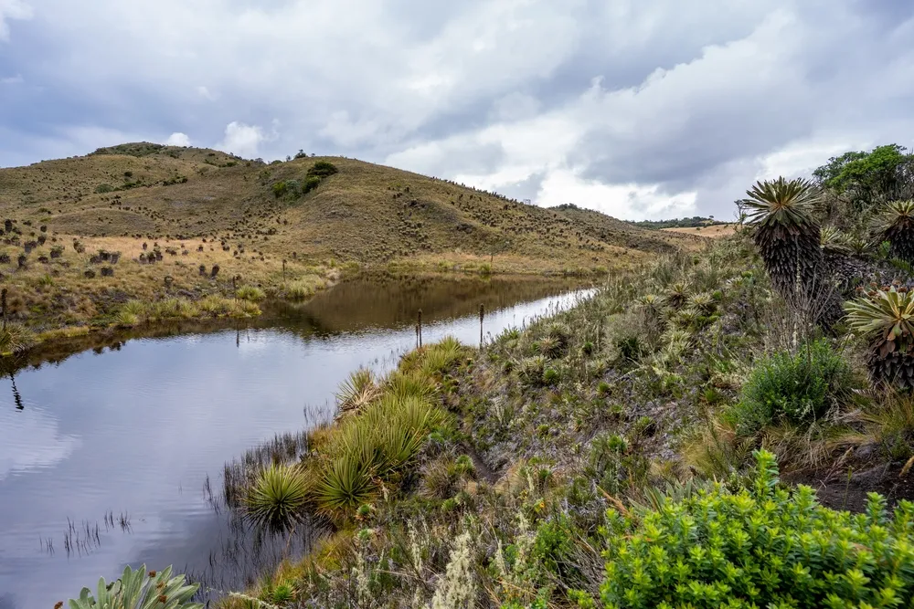 Agua en el Paramo de Guacheneque
