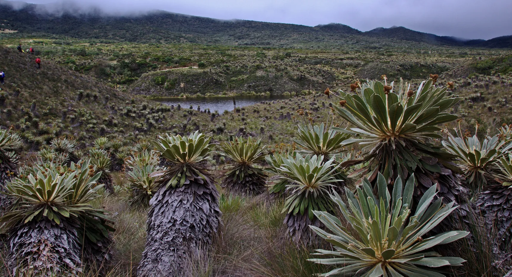 Vista panorámica del Paramo Guacheneque