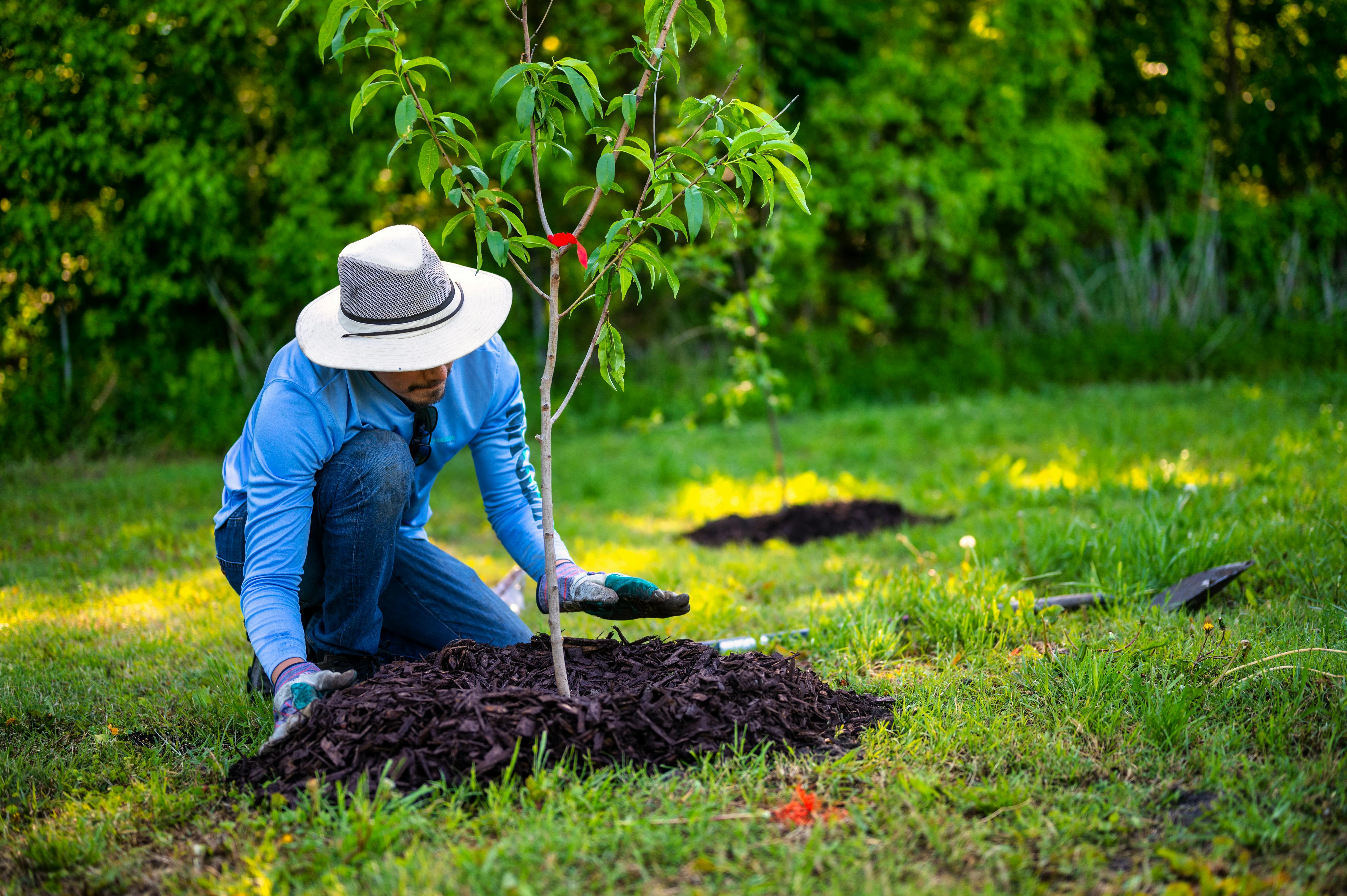 persona con sombrero plantando un arb&oacute;l en un jard&iacute;n