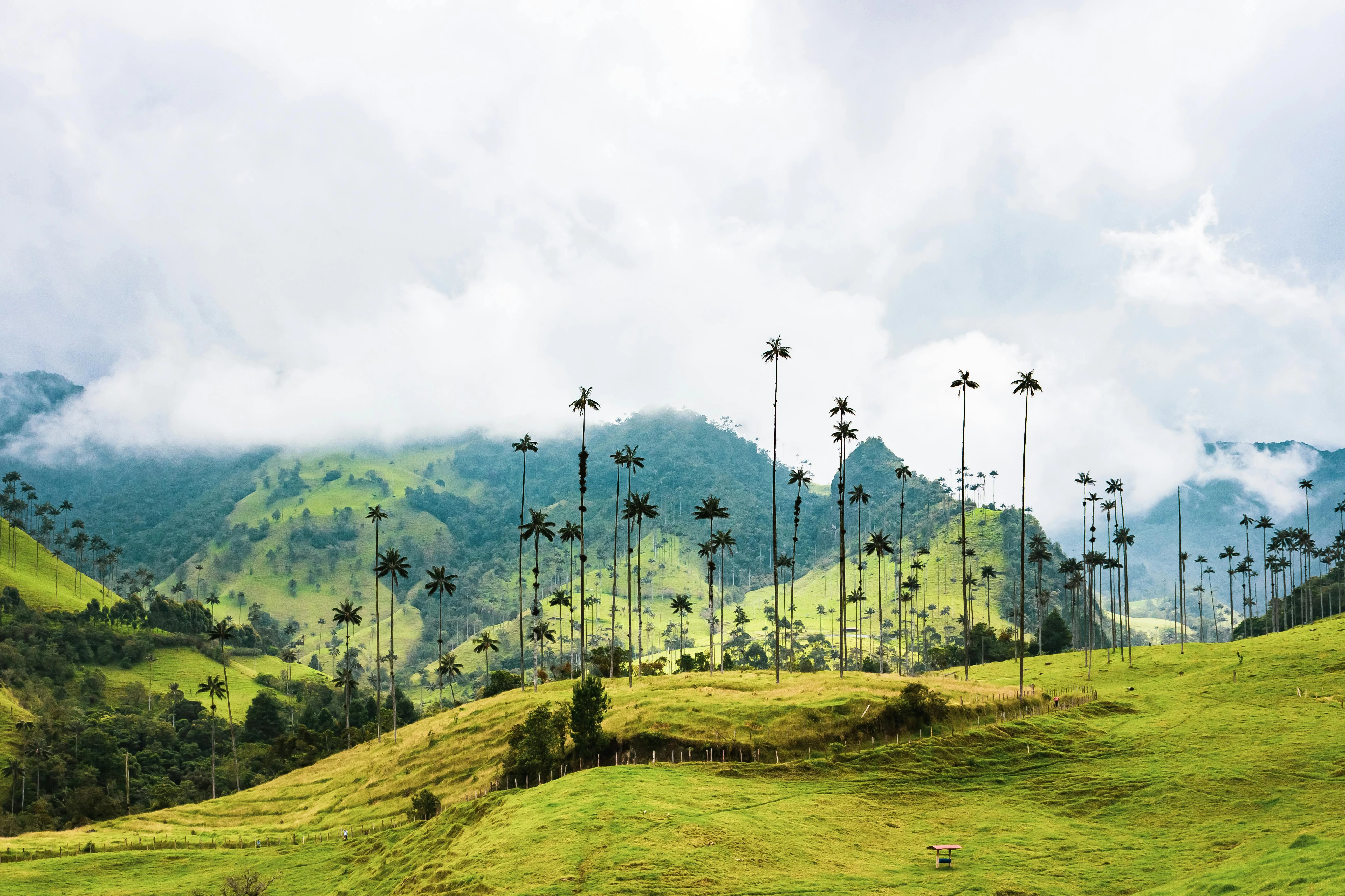 paisaje del valle de cocora con un cielo ilimunado 