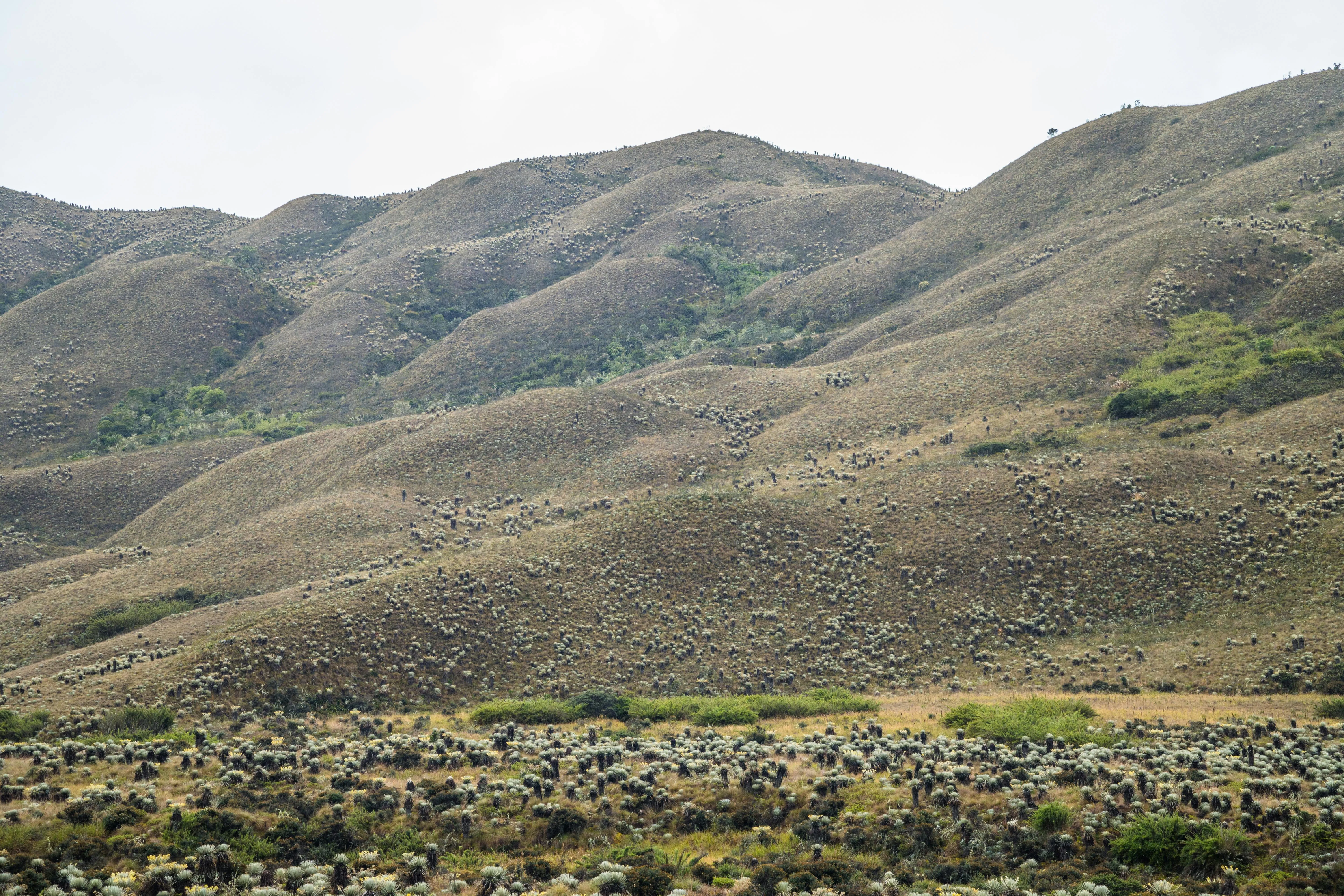 parque natural chingaza