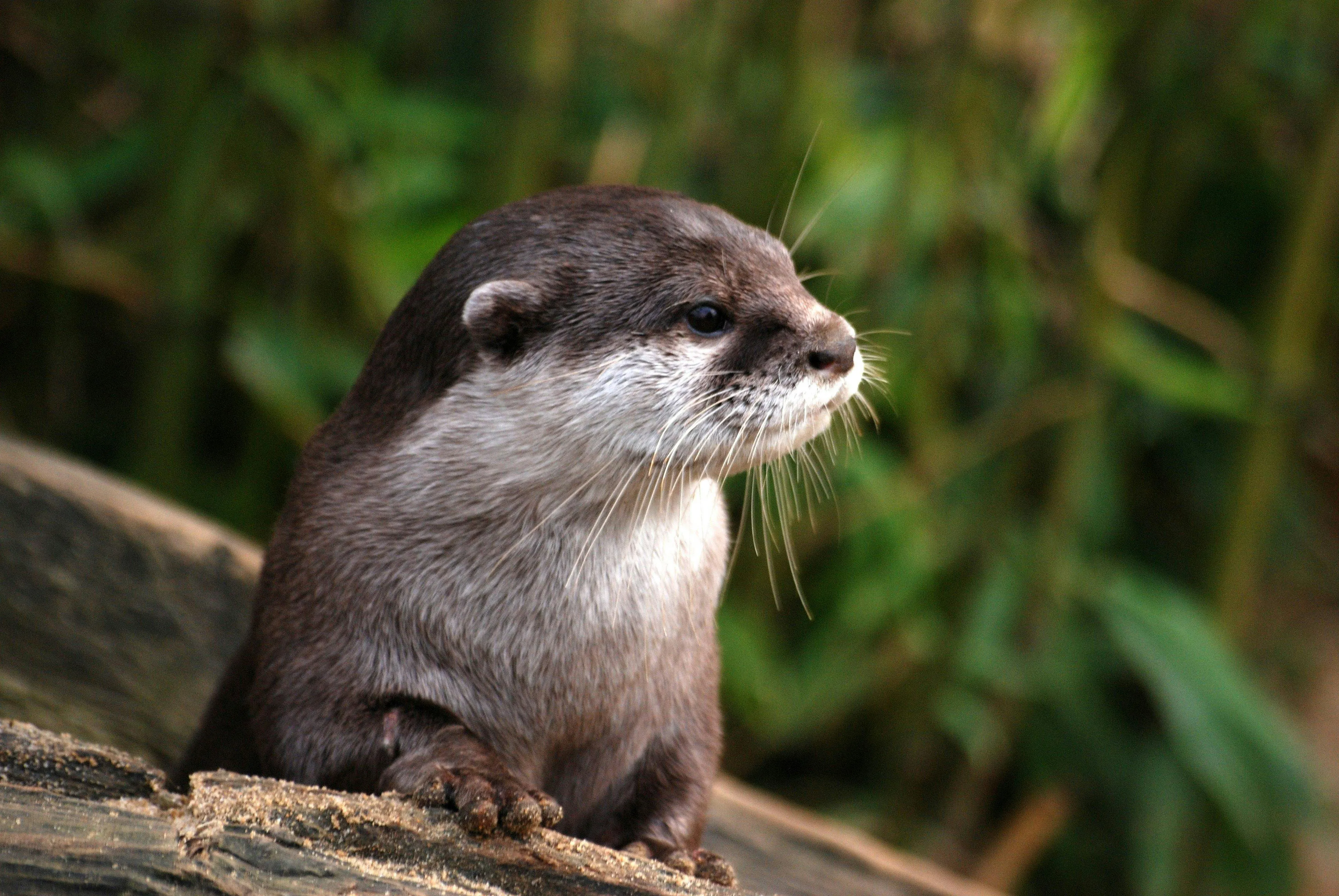 nutria