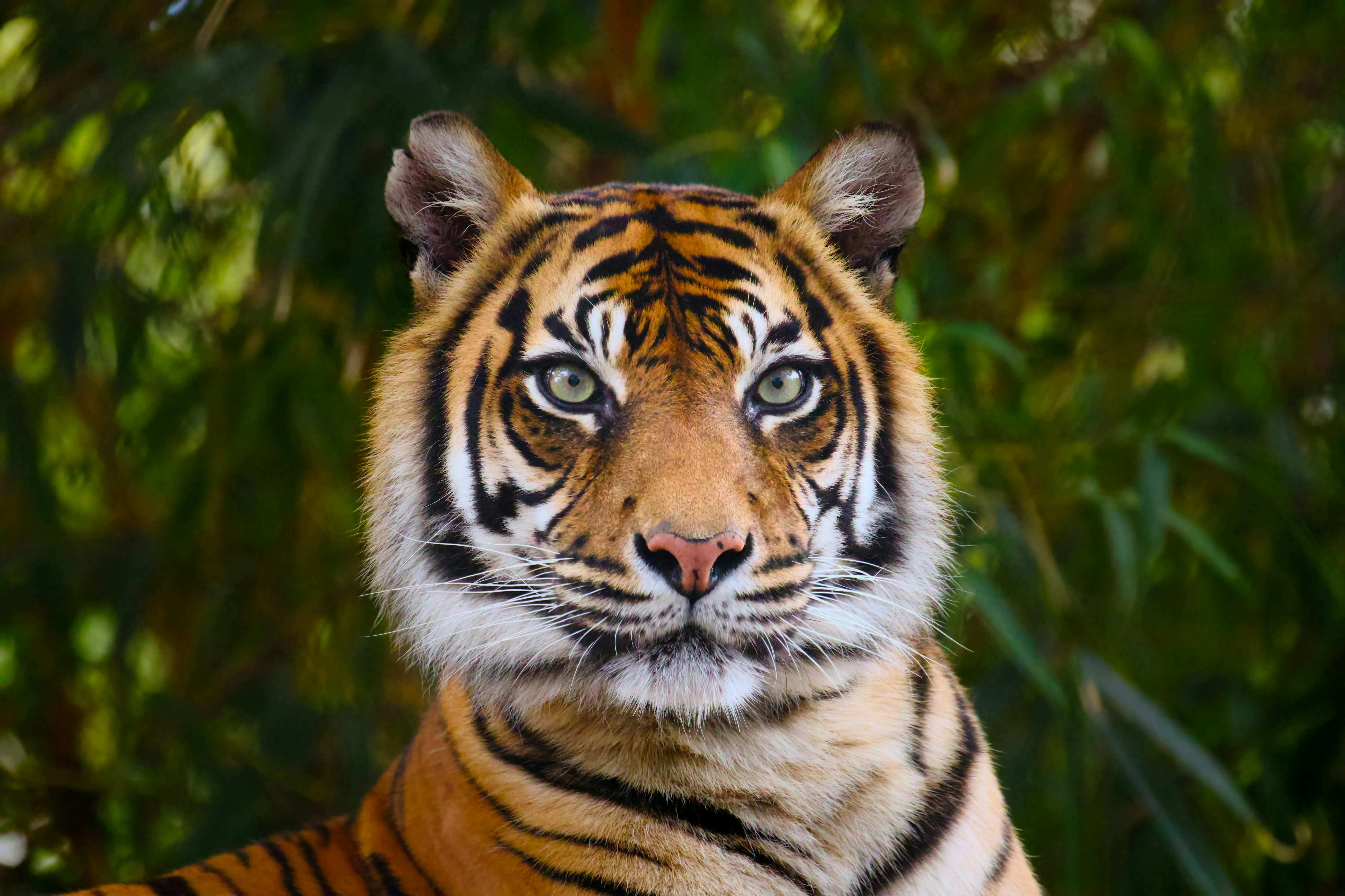 tigre